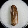 Tooth from Cretaceous Sauropod Rebbachisaurus #7123-1